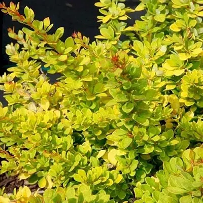 Барбарис СЕНСЕЙШЕН тунберга в Ростове-на-Дону