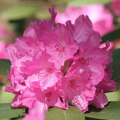 Рододендрон ЛУМИНА  Рододендрон ЛУМИНА в Ростове-на-Дону