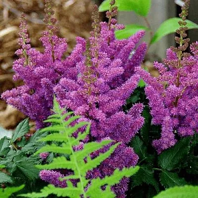 Астильба БЛЭК ЭНД БЛУ китайская  Астильба БЛЭК ЭНД БЛУ китайская в Ростове-на-Дону