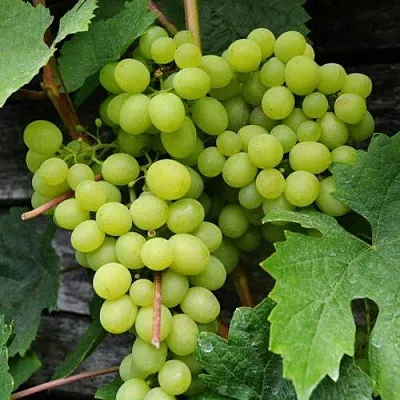 Виноград АЛЕШЕНЬКИН  Виноград АЛЕШЕНЬКИН в Ростове-на-Дону