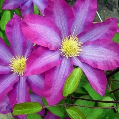 Клематис КАКИО  Клематис КАКИО в Ростове-на-Дону