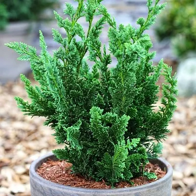 Кипарисовик ВИСЕЛЛИ лавсона  Кипарисовик ВИСЕЛЛИ лавсона в Ростове-на-Дону