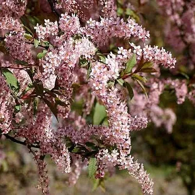 Черемуха НЕЖНОСТЬ  Черемуха НЕЖНОСТЬ в Ростове-на-Дону