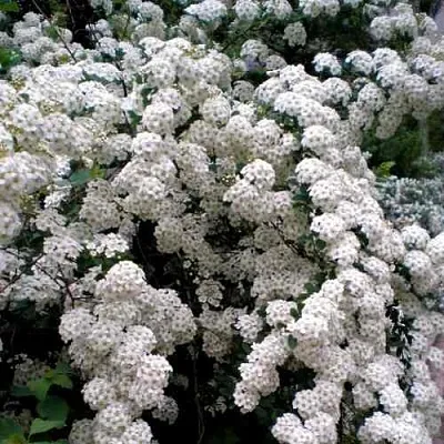 Спирея ВАНГУТТА  Спирея ВАНГУТТА в Ростове-на-Дону