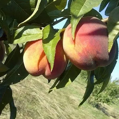 Персик СОФГАФЕН  Персик СОФГАФЕН в Ростове-на-Дону