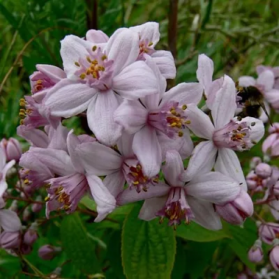 Дейция МОУНТ РОУЗ  Дейция МОУНТ РОУЗ в Ростове-на-Дону