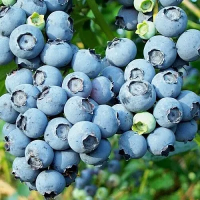 Голубика ПУРУ  Голубика ПУРУ в Ростове-на-Дону