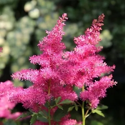 Астильба САННИ ДЕЙ гибридная  Астильба САННИ ДЕЙ гибридная в Ростове-на-Дону
