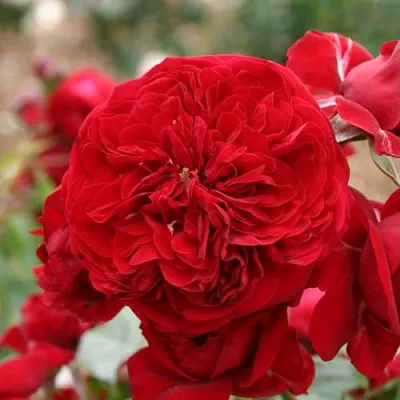 Саженцы роз КРАСНАЯ ШАПОЧКА флорибунда  Саженцы роз КРАСНАЯ ШАПОЧКА флорибунда в Ростове-на-Дону