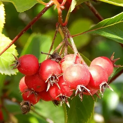 Боярышник ШАМИЛЬ  Боярышник ШАМИЛЬ в Ростове-на-Дону