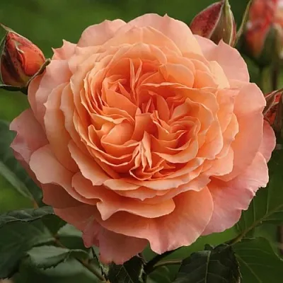 Саженцы роз БЕЛЬВЕДЕР шраб  Саженцы роз БЕЛЬВЕДЕР шраб в Ростове-на-Дону