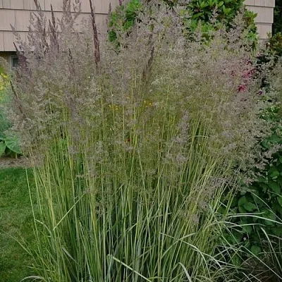 Вейник АВАЛАНШ остроцветковый  Вейник АВАЛАНШ остроцветковый в Ростове-на-Дону