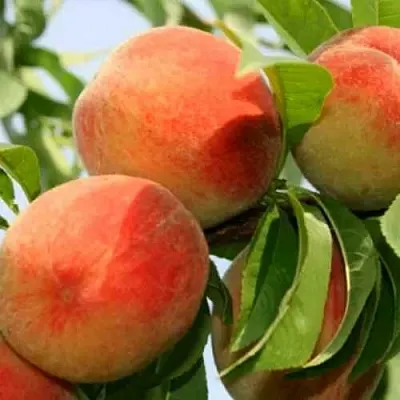 Персик ВАРДЕНИ  Персик ВАРДЕНИ в Ростове-на-Дону