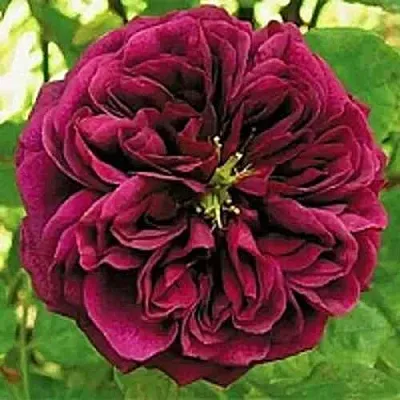 Саженцы роз ЗЕ ПРИНЦ английская  Саженцы роз ЗЕ ПРИНЦ английская в Ростове-на-Дону