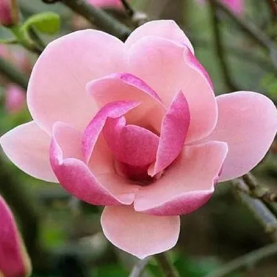 Магнолия РУСТИКА РУМБА  Магнолия РУСТИКА РУМБА в Ростове-на-Дону