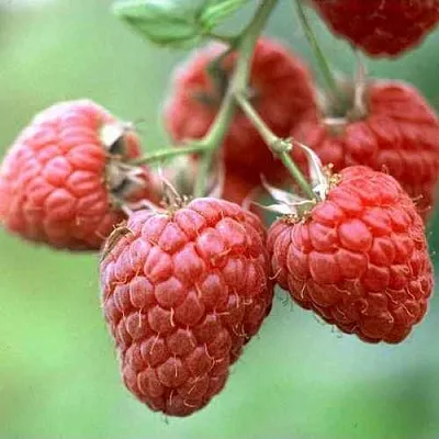 Малина ХЕРИТЕЙДЖ  Малина ХЕРИТЕЙДЖ в Ростове-на-Дону