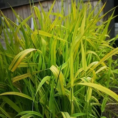 Фалярис АРКТИК САН тростниковый  Фалярис АРКТИК САН тростниковый в Ростове-на-Дону