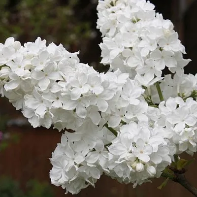 Сирень ФЛОРА  Сирень ФЛОРА в Ростове-на-Дону