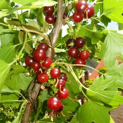 Смородина золотистая ВИШНЕВАЯ  Смородина золотистая ВИШНЕВАЯ в Ростове-на-Дону