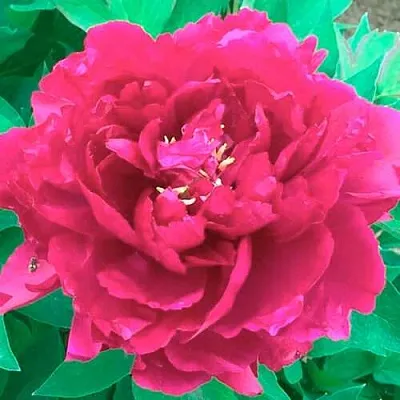 Пион ОСТРОВНОЙ МИНИСТР древовидный  Пион ОСТРОВНОЙ МИНИСТР древовидный в Ростове-на-Дону