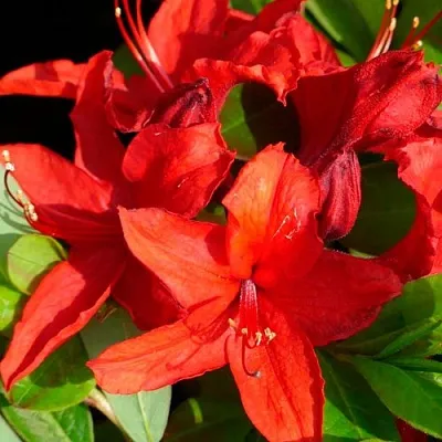 Азалия НАБУКО листопадная в Ростове-на-Дону