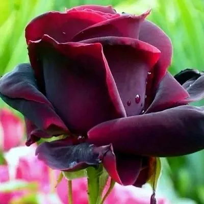 Саженцы роз ЧЕРНЫЙ ПРИНЦ чайно-гибридная  Саженцы роз ЧЕРНЫЙ ПРИНЦ чайно-гибридная в Ростове-на-Дону