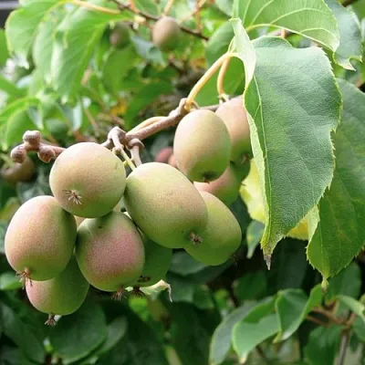 Актинидия ЛЮСИ аргута   Актинидия ЛЮСИ аргута  в Ростове-на-Дону