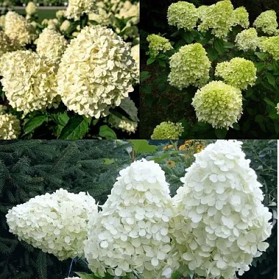 Комплект НЕЖНЫЙ КАПУЧИНО в Ростове-на-Дону