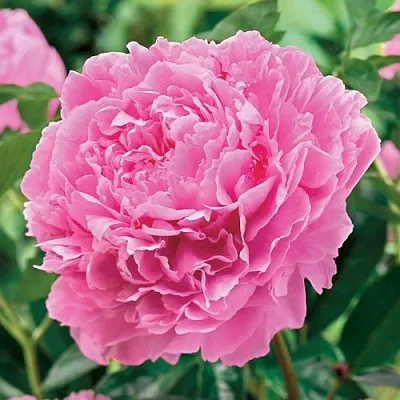 Пион МИСС ЭКХАРТ травянистый  Пион МИСС ЭКХАРТ травянистый в Ростове-на-Дону