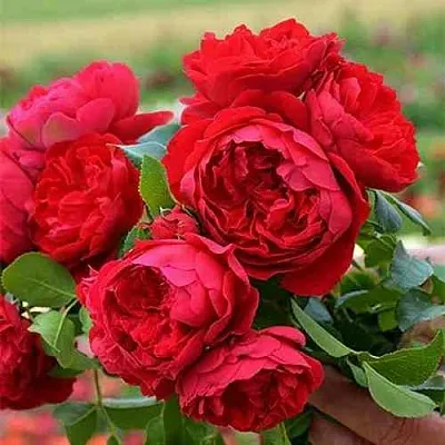 Саженцы роз ФЛОРЕНТИНА плетистая  Саженцы роз ФЛОРЕНТИНА плетистая в Ростове-на-Дону