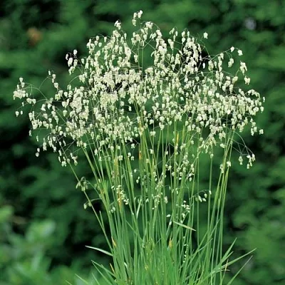 Трясунка средняя  Трясунка средняя в Ростове-на-Дону