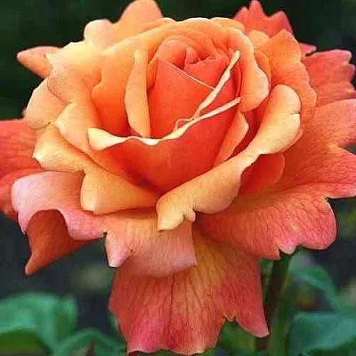 Саженцы роз ИЗИ ДАЗ ИТ флорибунда  Саженцы роз ИЗИ ДАЗ ИТ флорибунда в Ростове-на-Дону