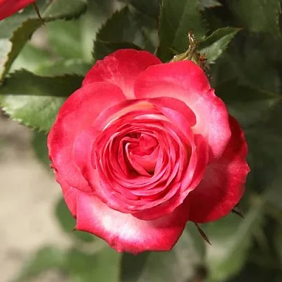 Саженцы роз САФИНА спрей  Саженцы роз САФИНА спрей в Ростове-на-Дону