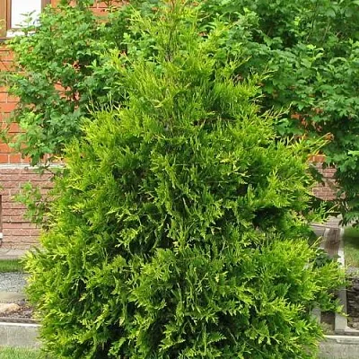 Туя АНЯ (АНИЕ) западная  Туя АНЯ (АНИЕ) западная в Ростове-на-Дону