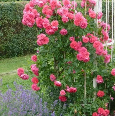 Саженцы роз РОЗАРИУМ ЮТЕРСОН плетистая в Ростове-на-Дону