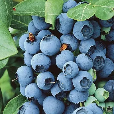 Голубика КОВИЛЛ  Голубика КОВИЛЛ в Ростове-на-Дону