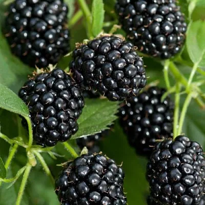 Ежевика АГАВАМ  Ежевика АГАВАМ в Ростове-на-Дону