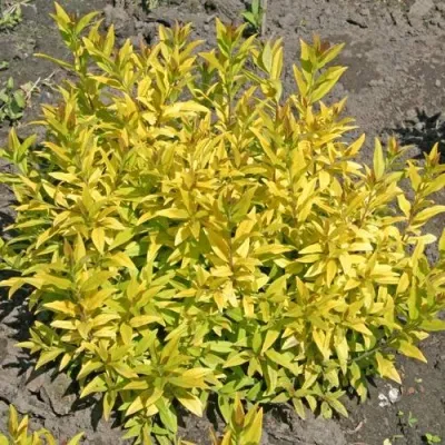 Бирючина АУРЕА обыкновенная — описание сорта Бирючина АУРЕА обыкновенная в Ростове-на-Дону