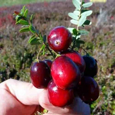 Клюква СТАНКОВИЧ  Клюква СТАНКОВИЧ в Ростове-на-Дону