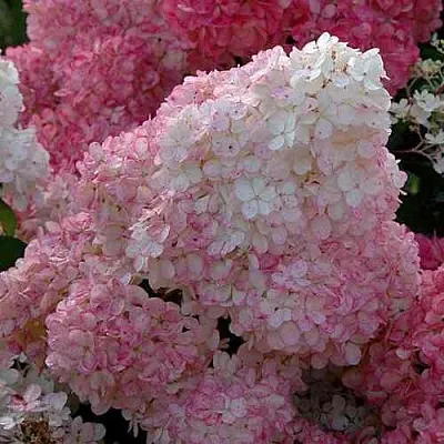 Гортензия САНДЕЙ ФРАЙЗ метельчатая  Гортензия САНДЕЙ ФРАЙЗ метельчатая в Ростове-на-Дону