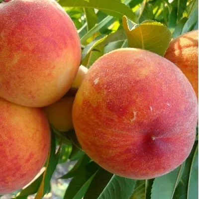 Персик ДИВНЫЙ  Персик ДИВНЫЙ в Ростове-на-Дону
