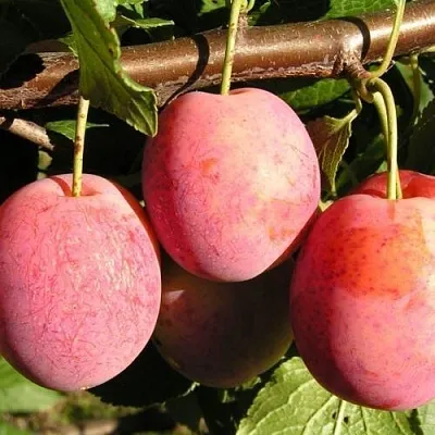 Слива ВИКТОРИЯ  Слива ВИКТОРИЯ в Ростове-на-Дону