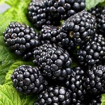 Ежевика БЖЕЗИНА бесшипная  Ежевика БЖЕЗИНА бесшипная в Ростове-на-Дону