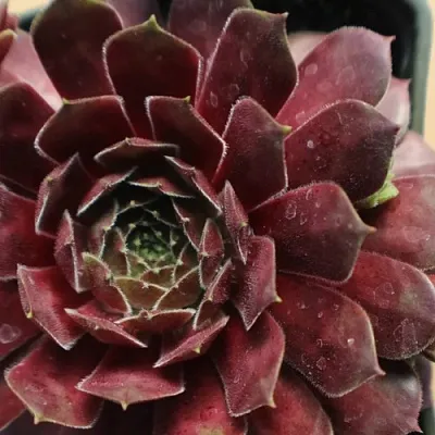 Молодило БЛЭК МОУНТЭЙН  Молодило БЛЭК МОУНТЭЙН в Ростове-на-Дону