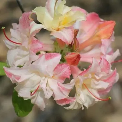 Азалия КЭННОНС ДАБЛ листопадная в Ростове-на-Дону