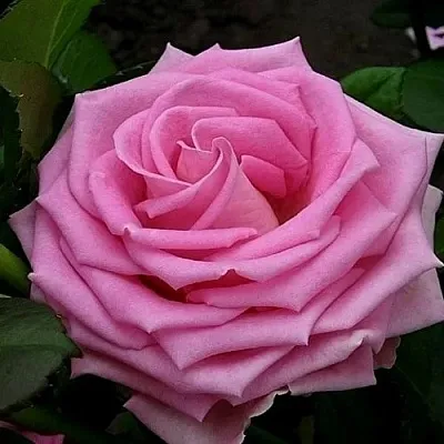 Саженцы роз АКВА чайно-гибридная  Саженцы роз АКВА чайно-гибридная в Ростове-на-Дону