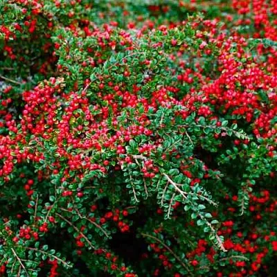 Кизильник горизонтальный  Кизильник горизонтальный в Ростове-на-Дону