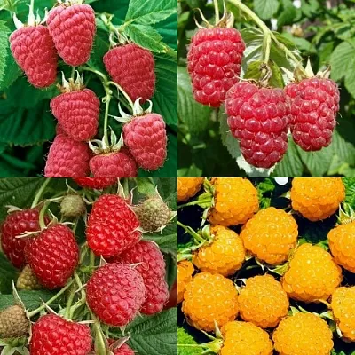 Комплект МАЛИНОВОЕ АССОРТИ в Ростове-на-Дону