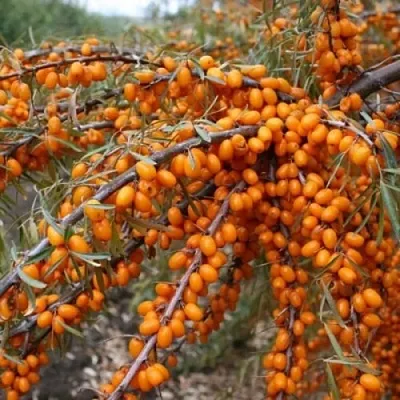 Облепиха ПЕРЧИК  Облепиха ПЕРЧИК в Ростове-на-Дону