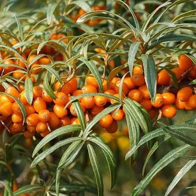 Облепиха РОСИНКА  Облепиха РОСИНКА в Ростове-на-Дону